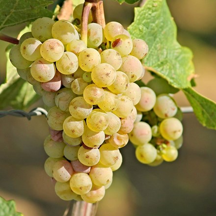 grape Centennial Seedless