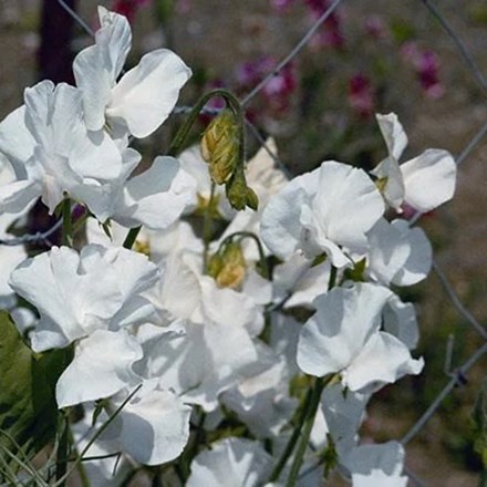 Lathyrus odoratus Diamond Jubilee