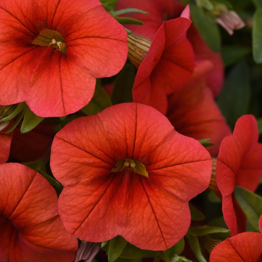 <i>Calibrachoa</i> 'Cabaret Early Orange' (Cabaret Series)