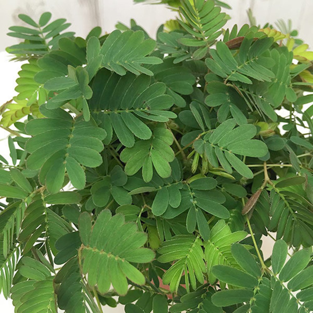 <i>Mimosa pudica</i> 