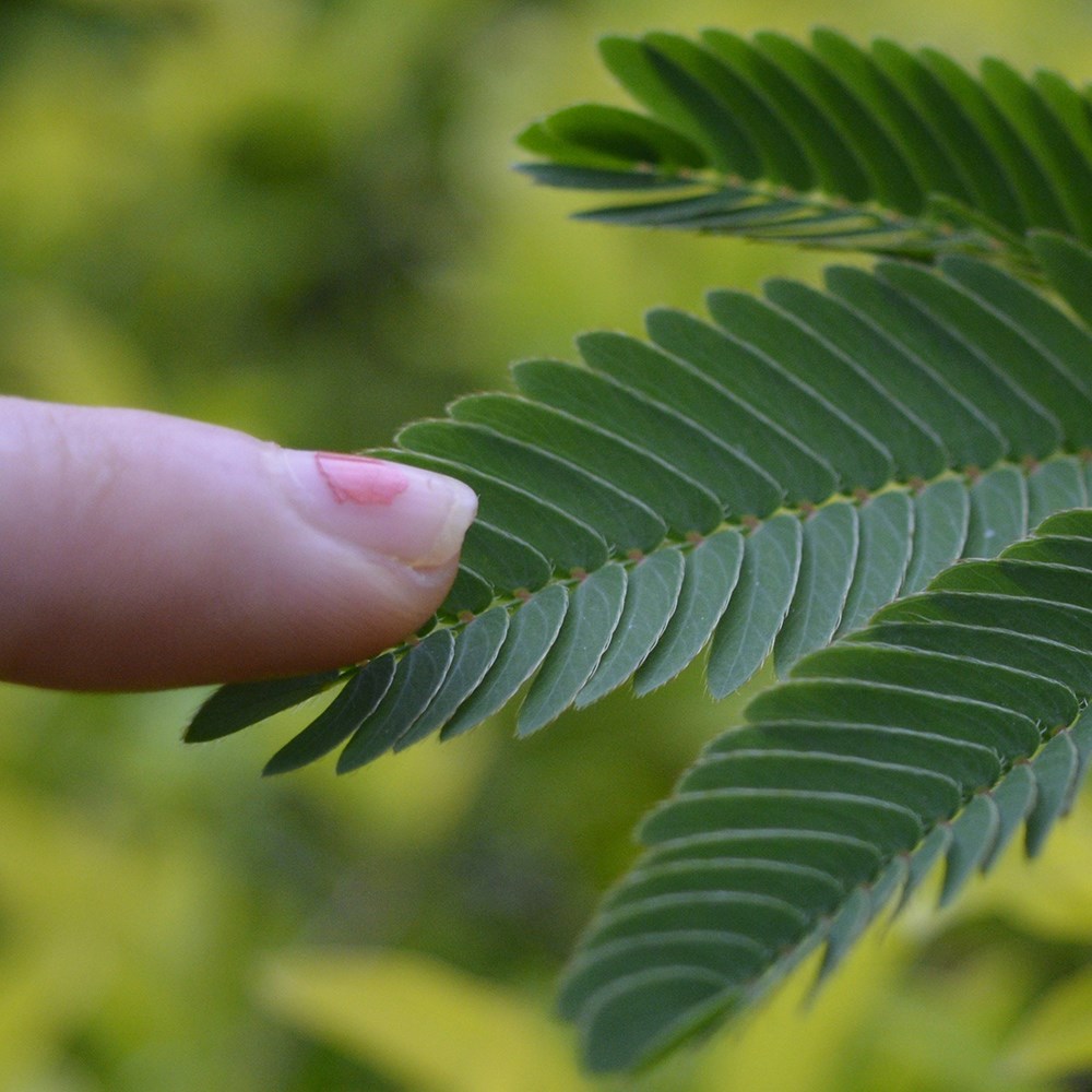 <i>Mimosa pudica</i> 