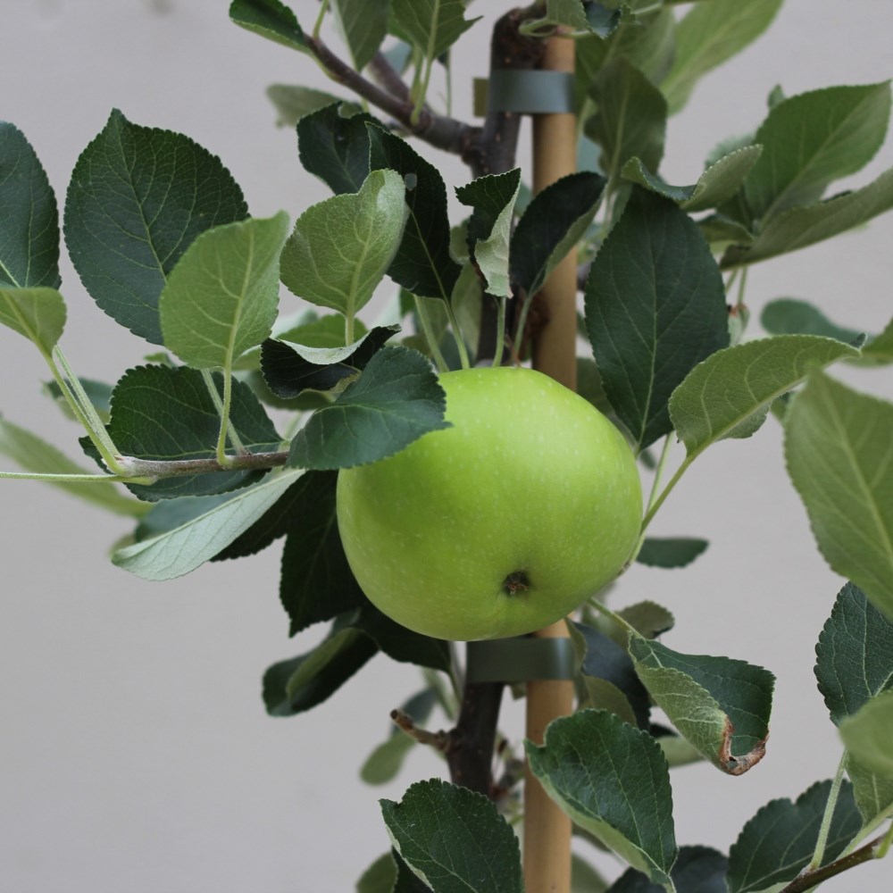 apple 'Beauty of Bath'