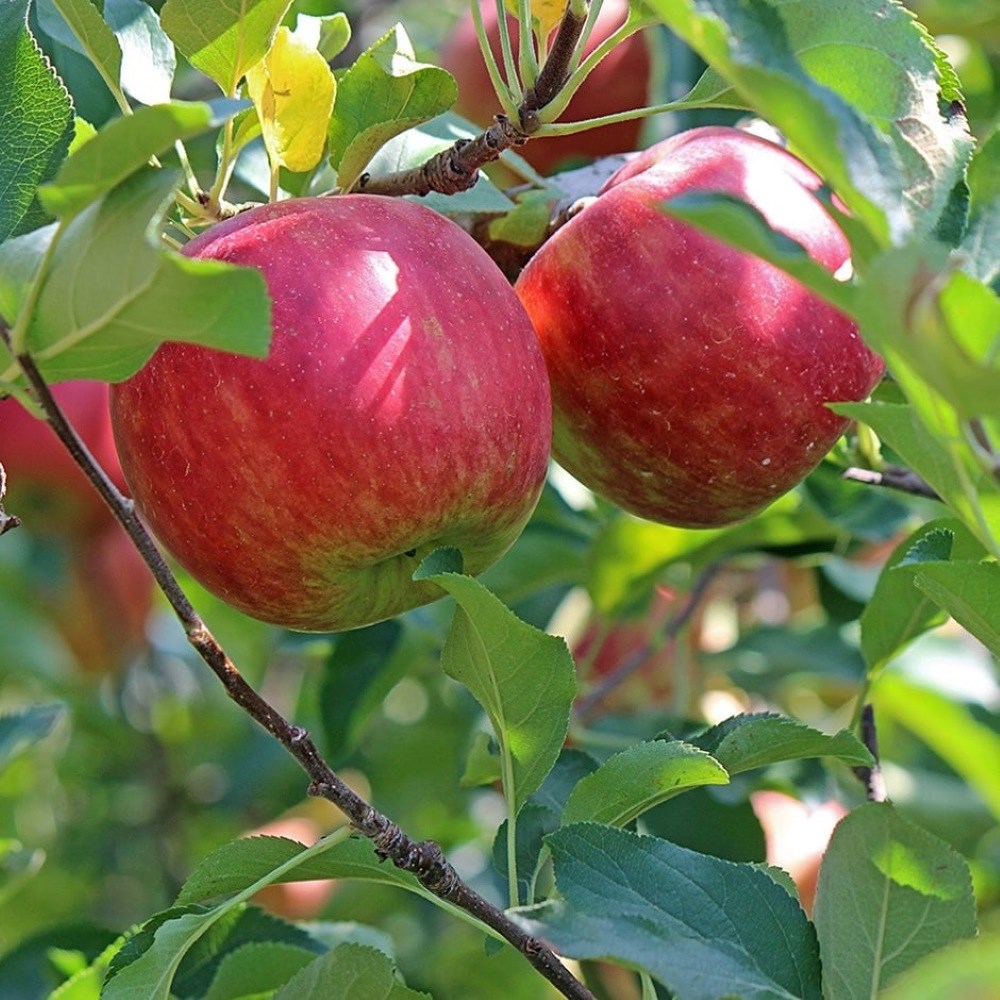 apple 'Beauty of Bath'