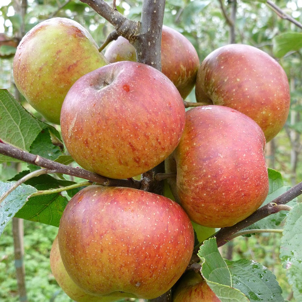 apple 'Chivers' Delight'