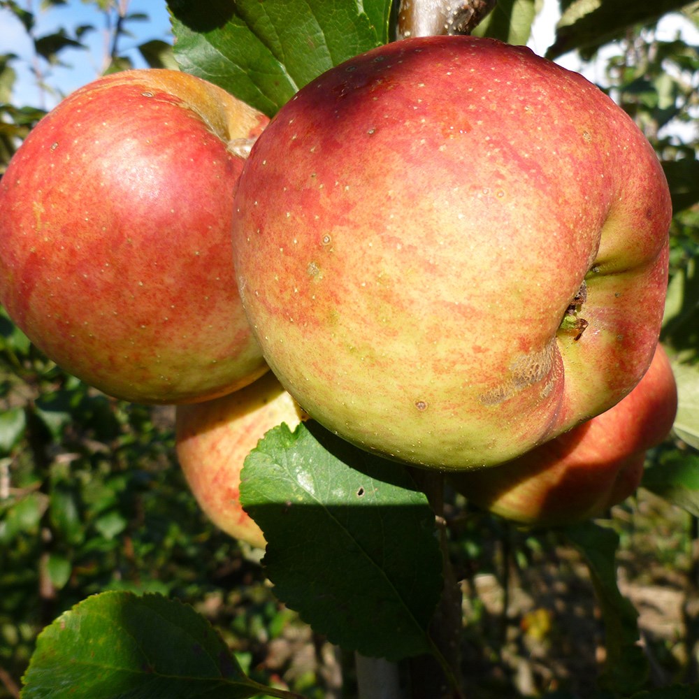 apple 'Falstaff' (PBR)