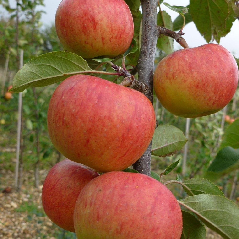 apple 'Jupiter' (PBR)