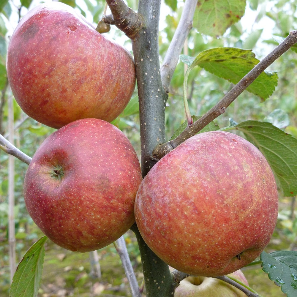 apple 'Kidd's Orange Red'