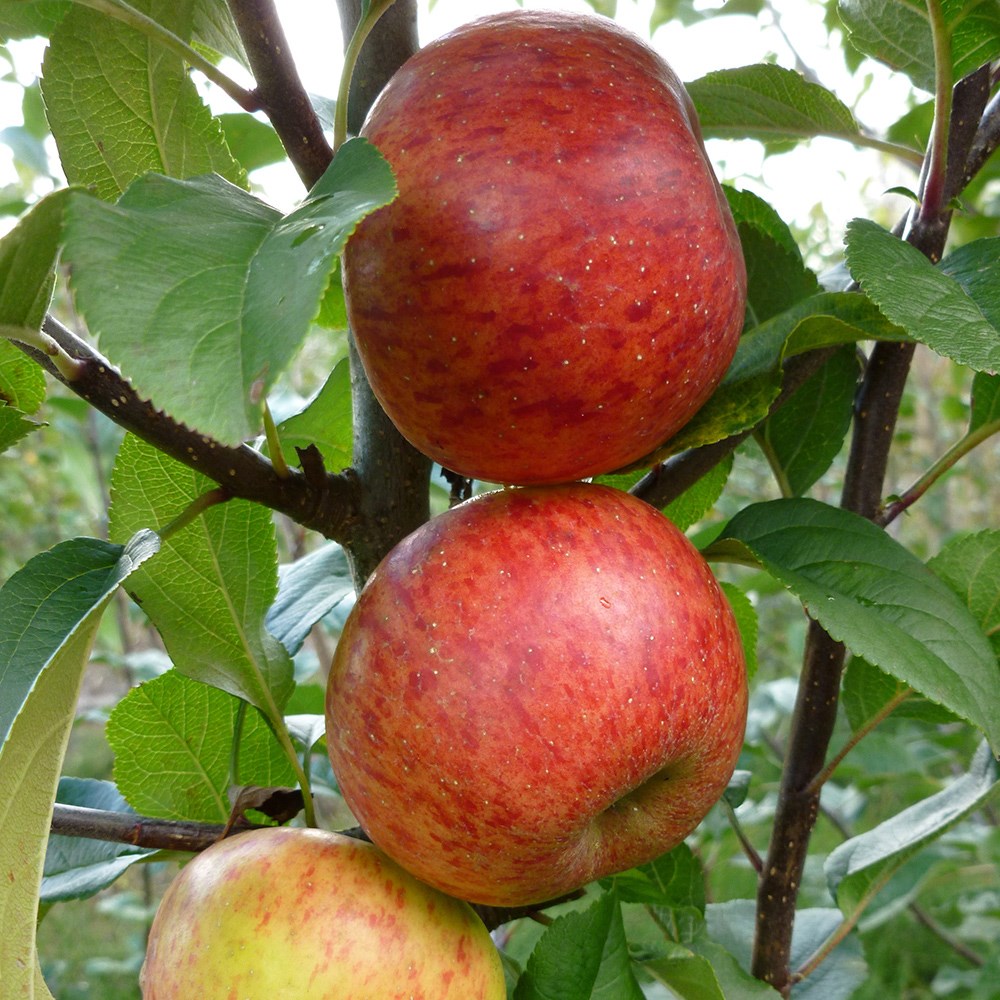 apple 'Pixie'