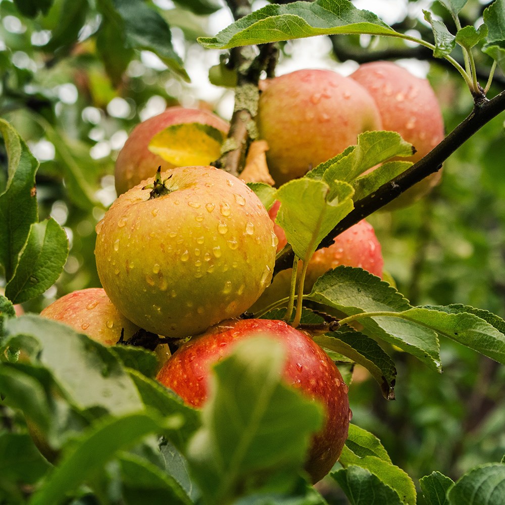 apple 'Ribston Pippin'