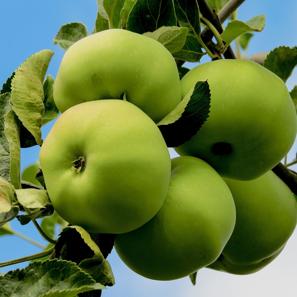 apple 'Grenadier'