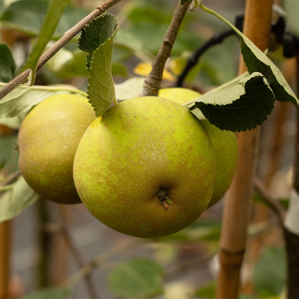 apple 'Grenadier'