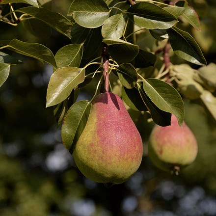 pear Beurré Alexandre Lucas