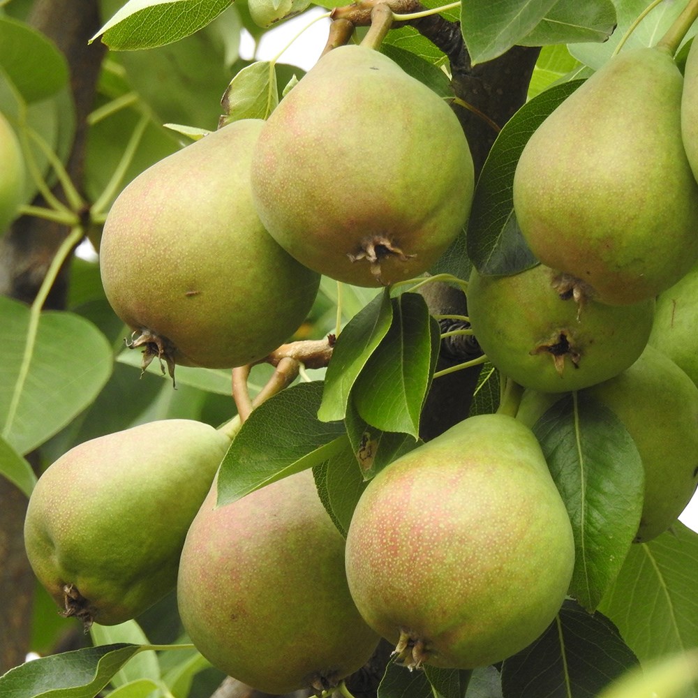 pear 'Onward'