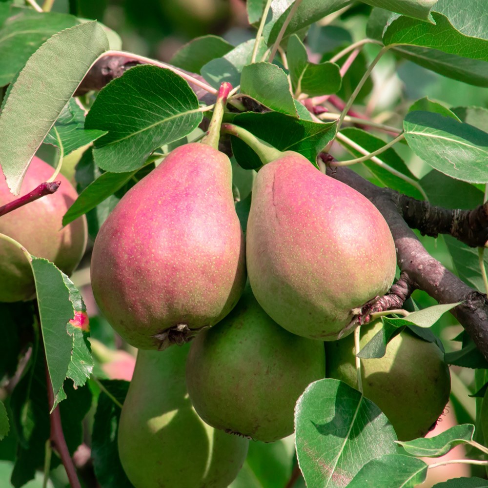 pear 'Williams Red'