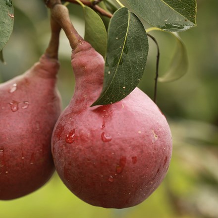 pear Red Sensation Bartlett