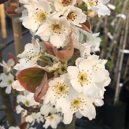 Asian pear Nijisseiki