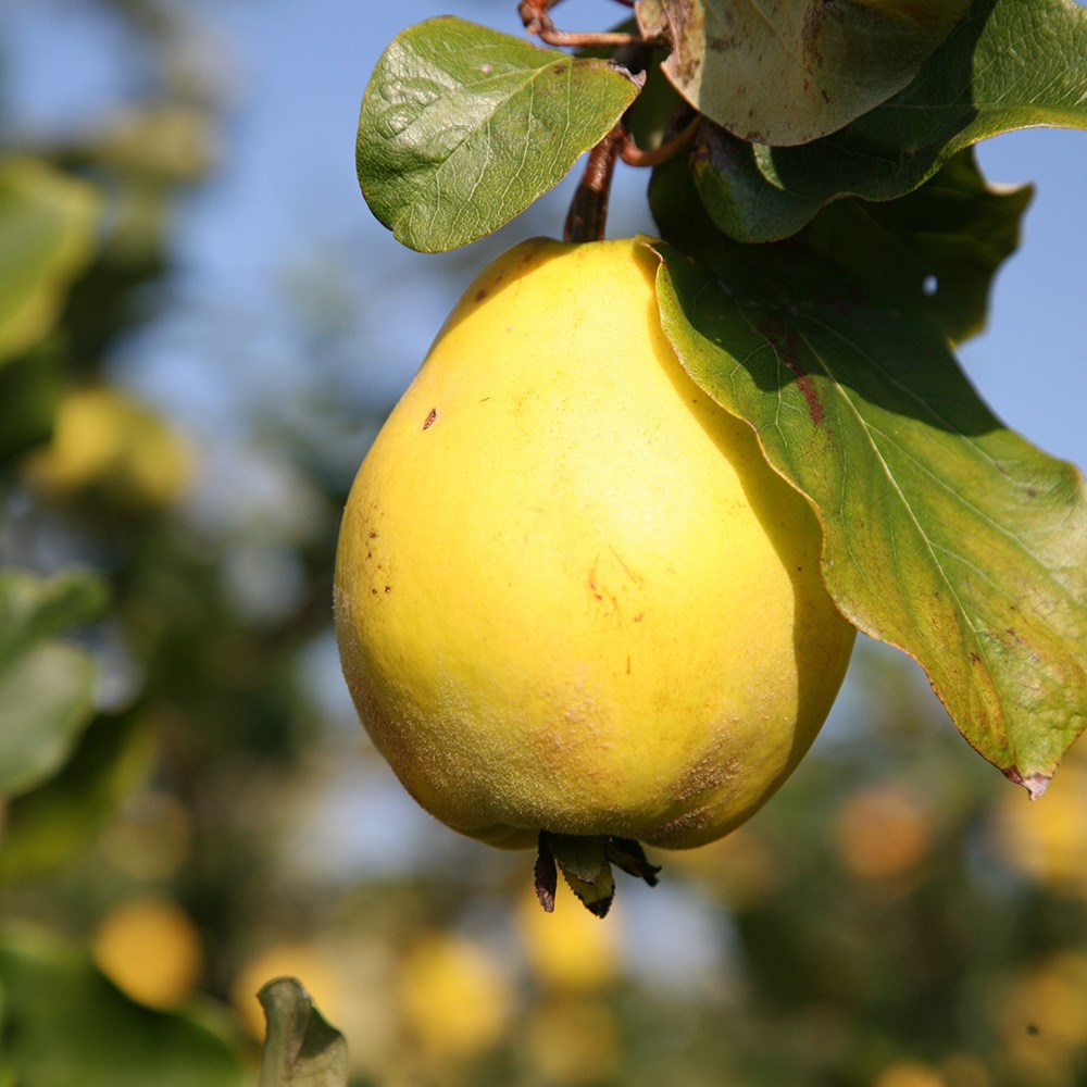 quince 'Champion'