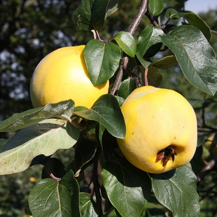 quince Lusitanica