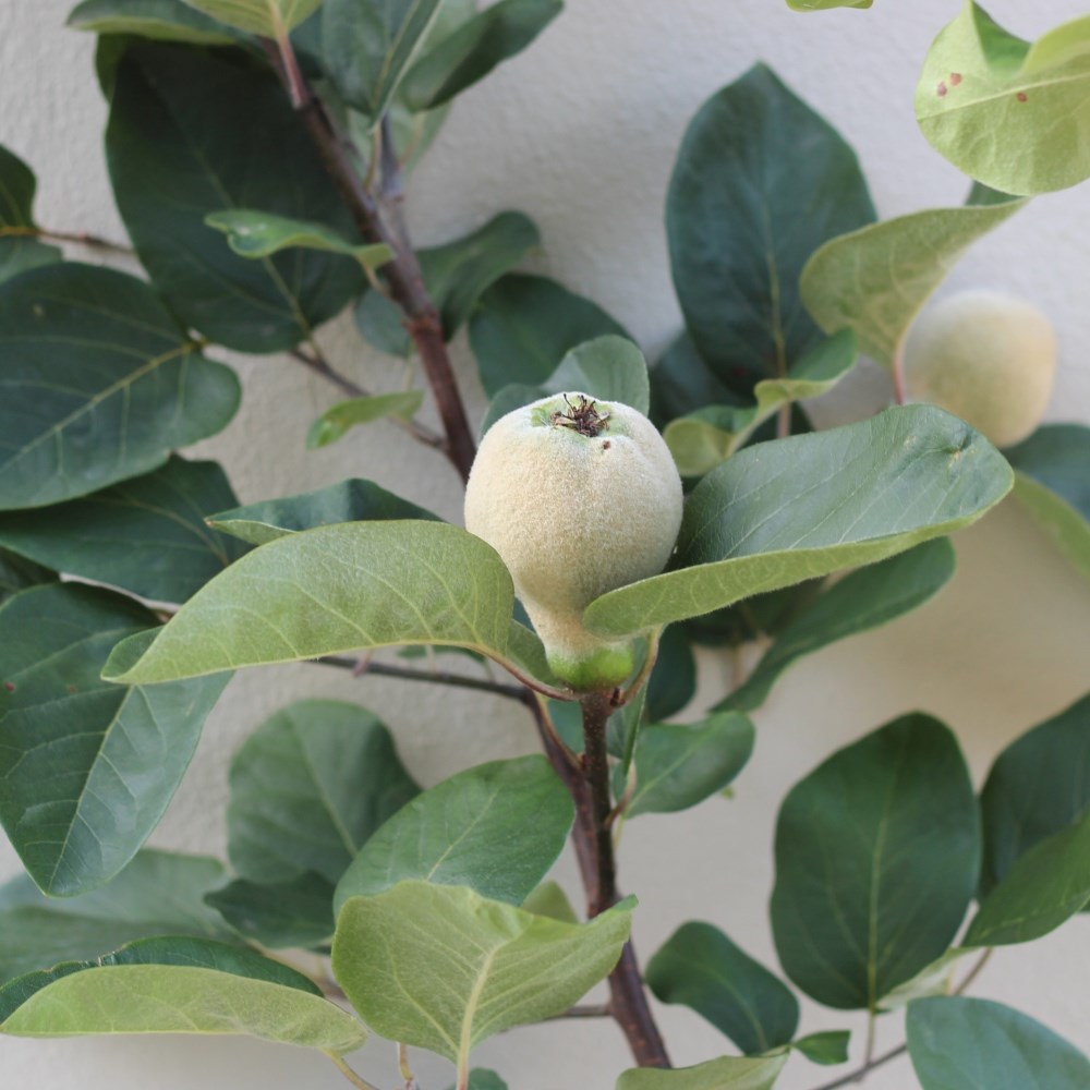 quince 'Meech's Prolific'