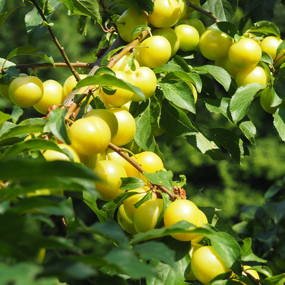 plum 'Yellow Pershore'