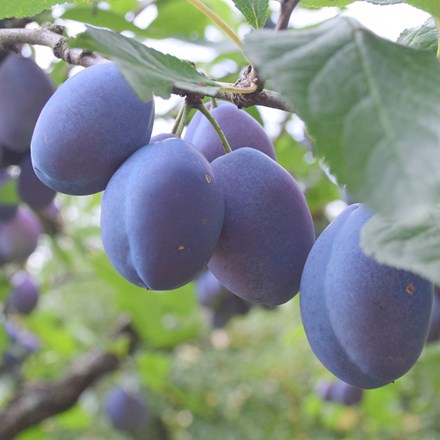 plum Blue Tit