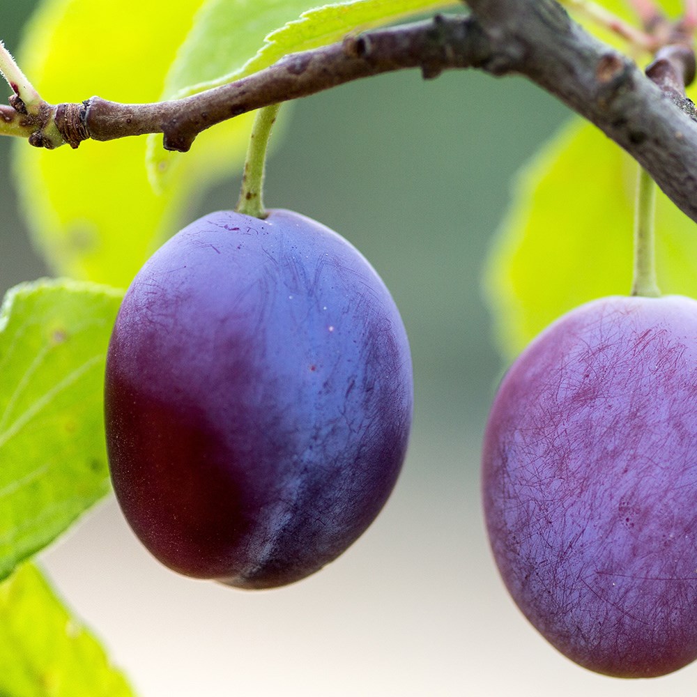 plum 'Guinevere'