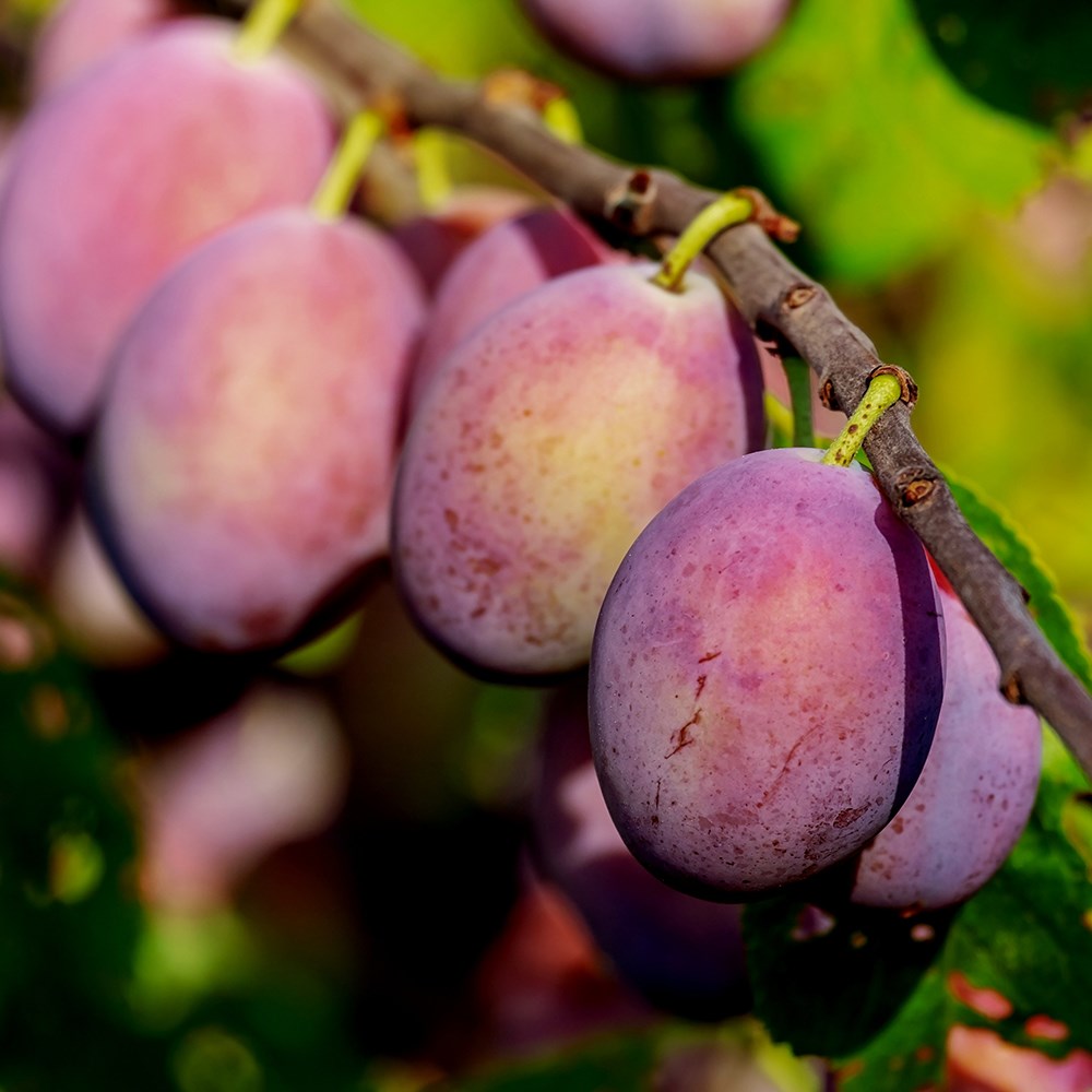 plum 'Jubilaeum'