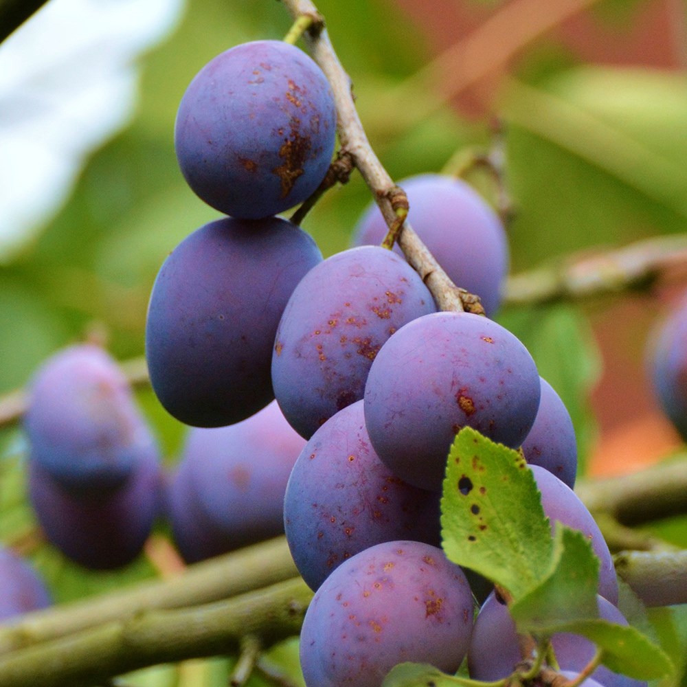 plum 'Early Rivers'