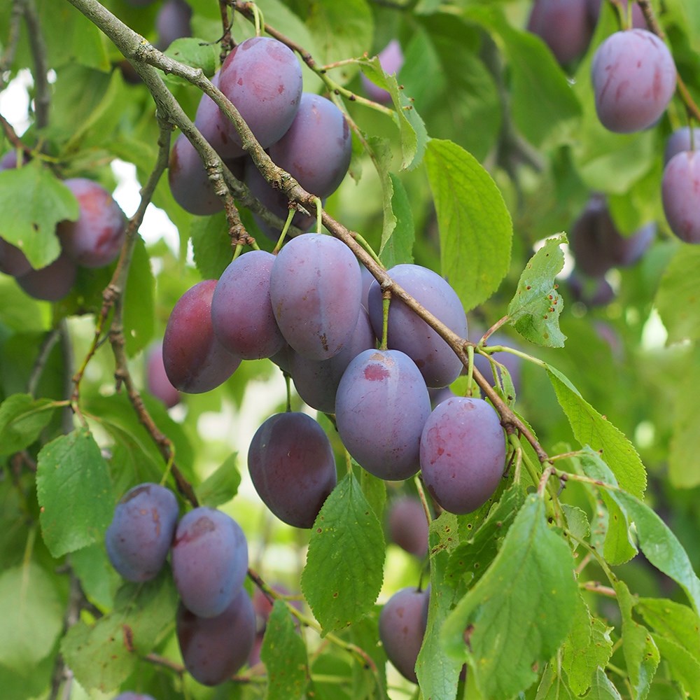 plum 'Beauty'