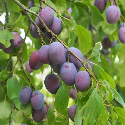 plum Beauty
