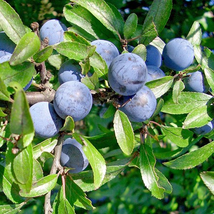 sloe Southampton selection