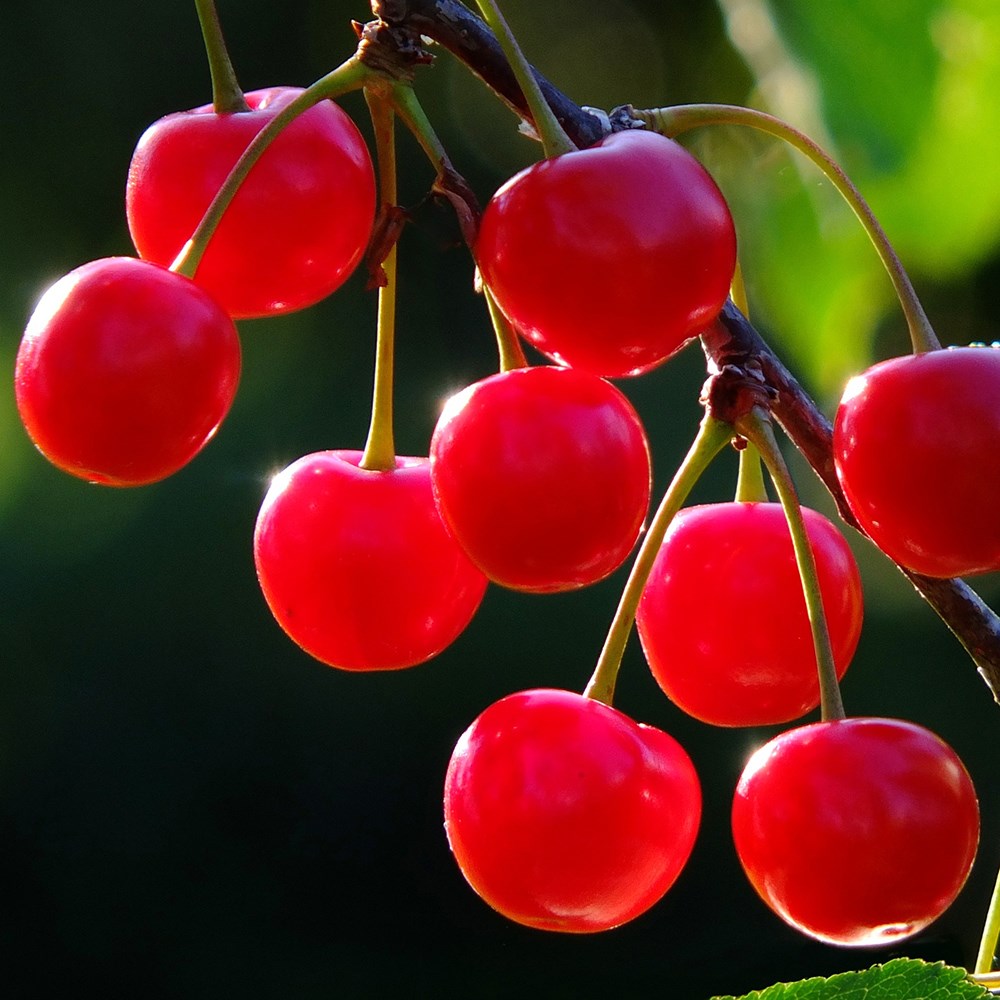 cherry 'Nabella'