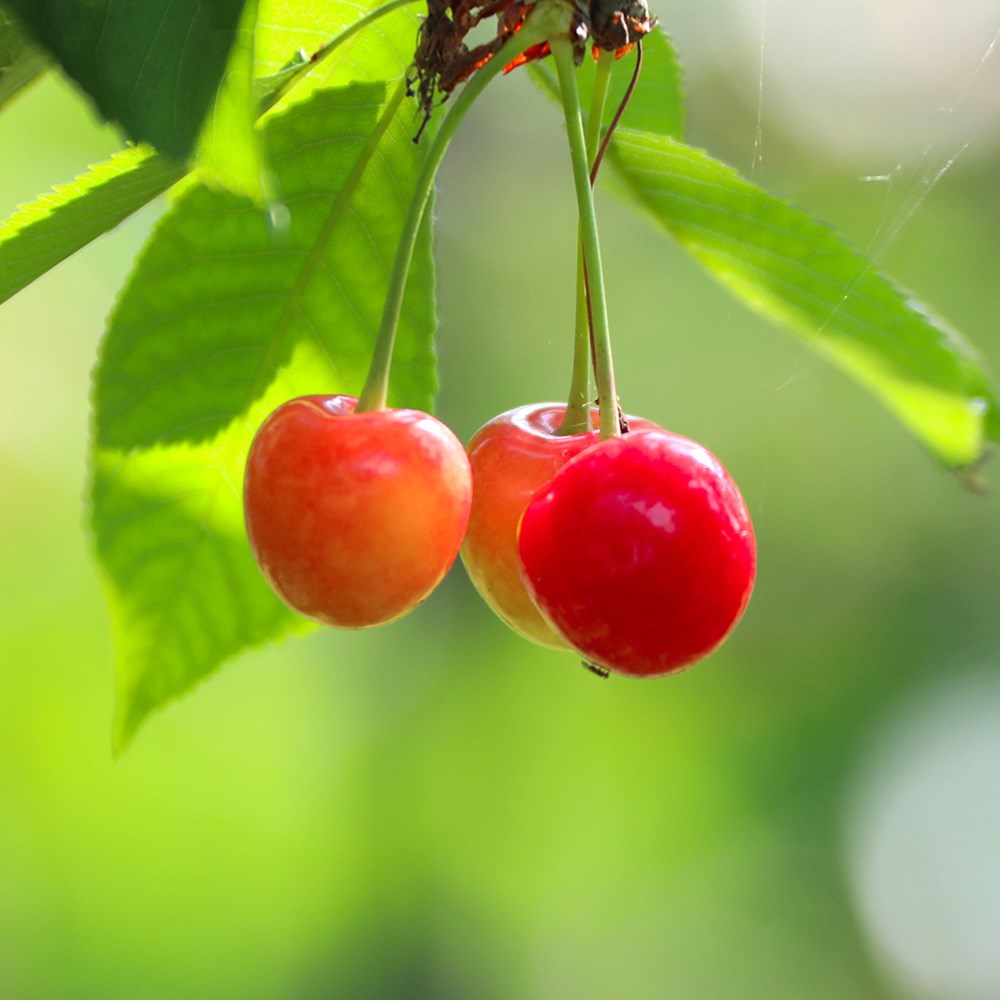 cherry 'Bigarreau Napoléon'