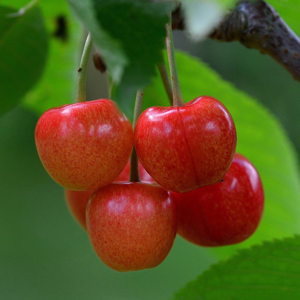 cherry 'White Heart'