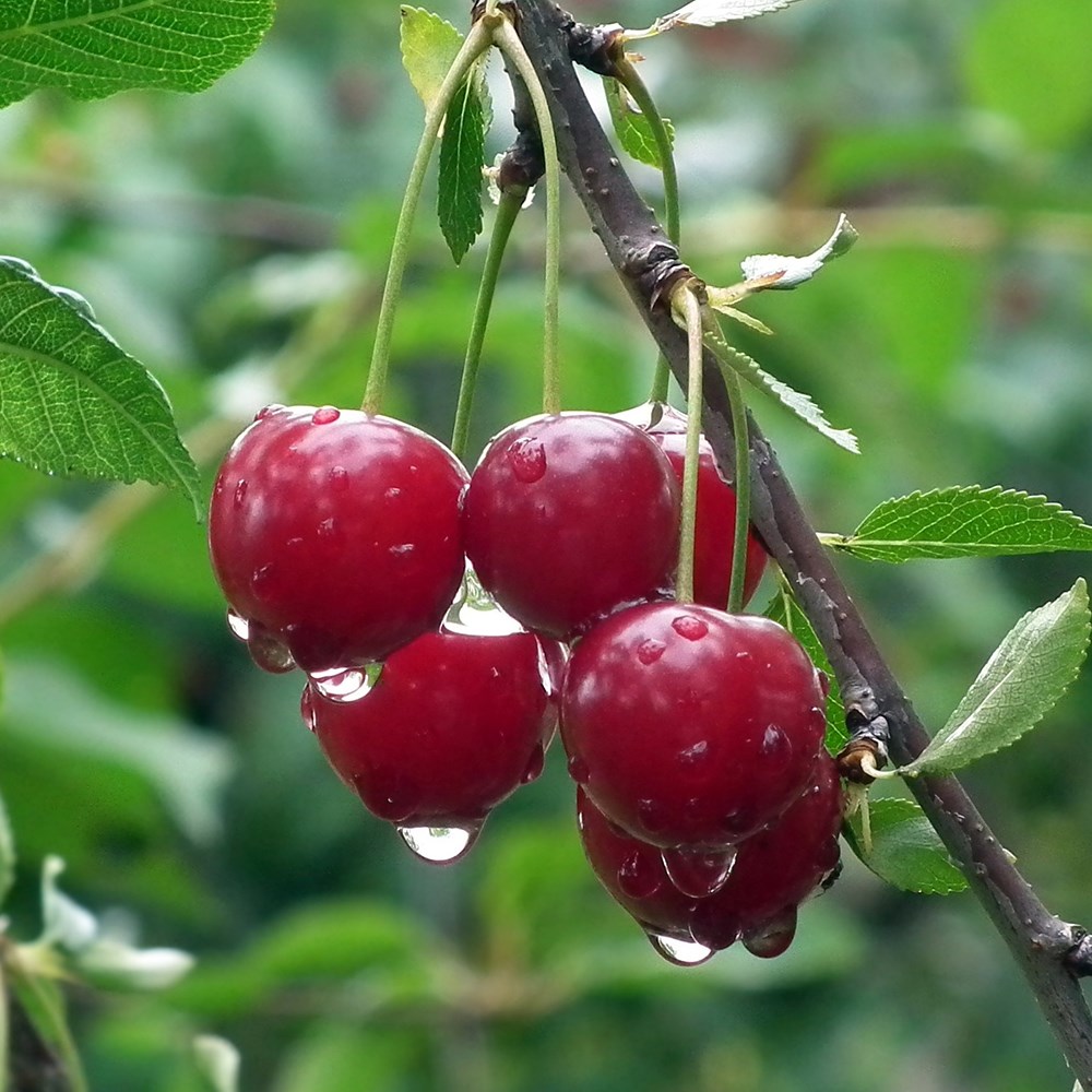 cherry 'Karina'