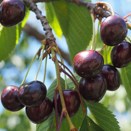 cherry Sasha
