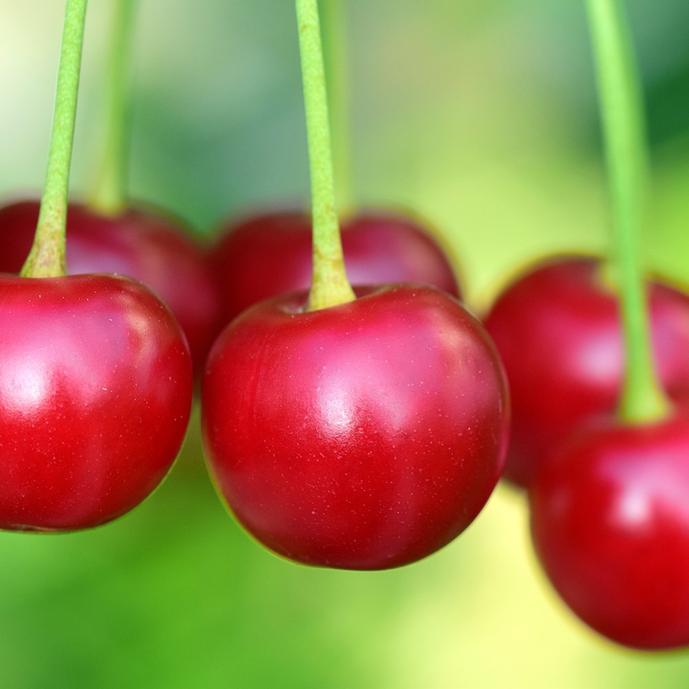 cherry 'Van'