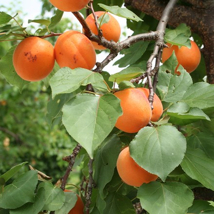 apricot Alfred