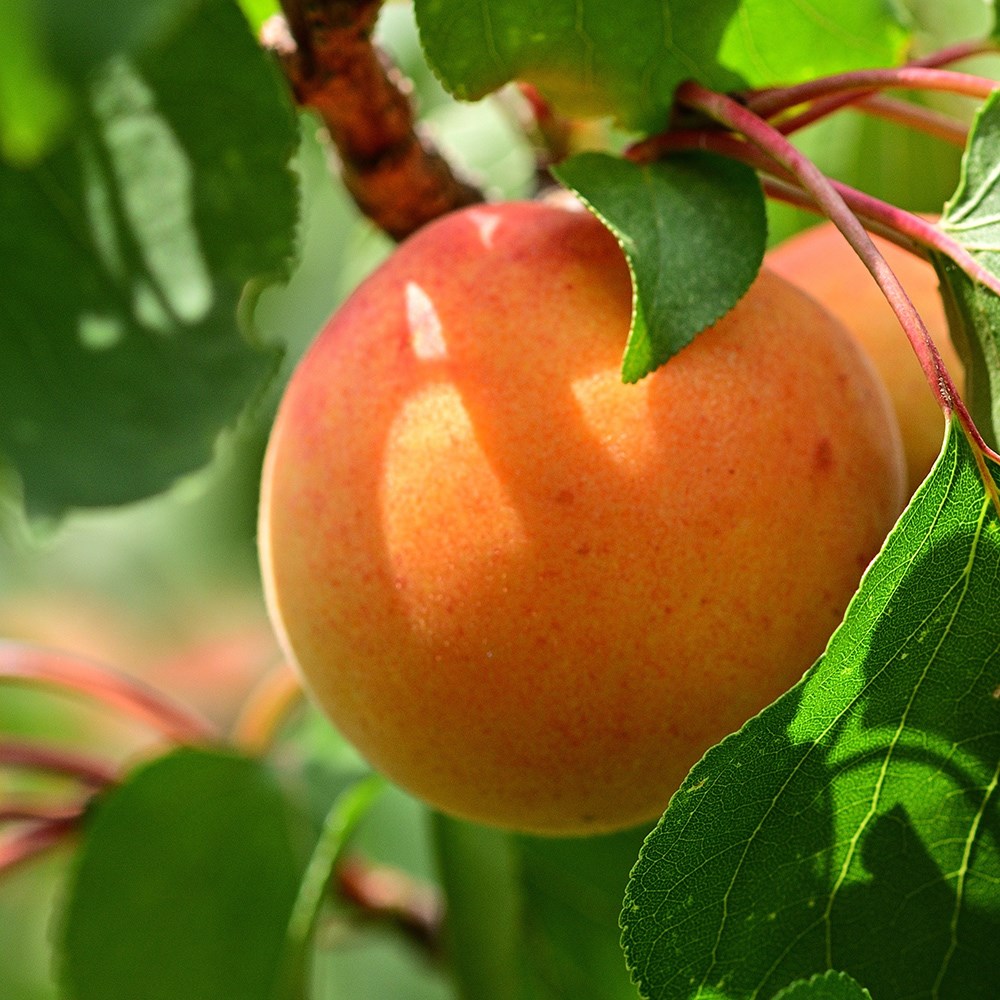 apricot <b class=small-caps>Flavorcot</b> ('Bayoto') (PBR)