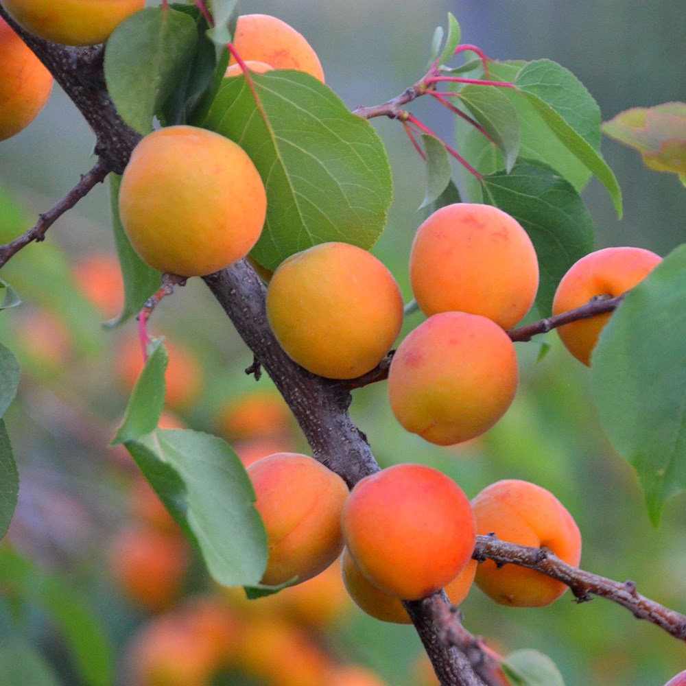 apricot 'Golden Glow'