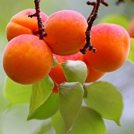 apricot New Large Early