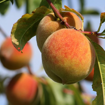 peach Duke of York