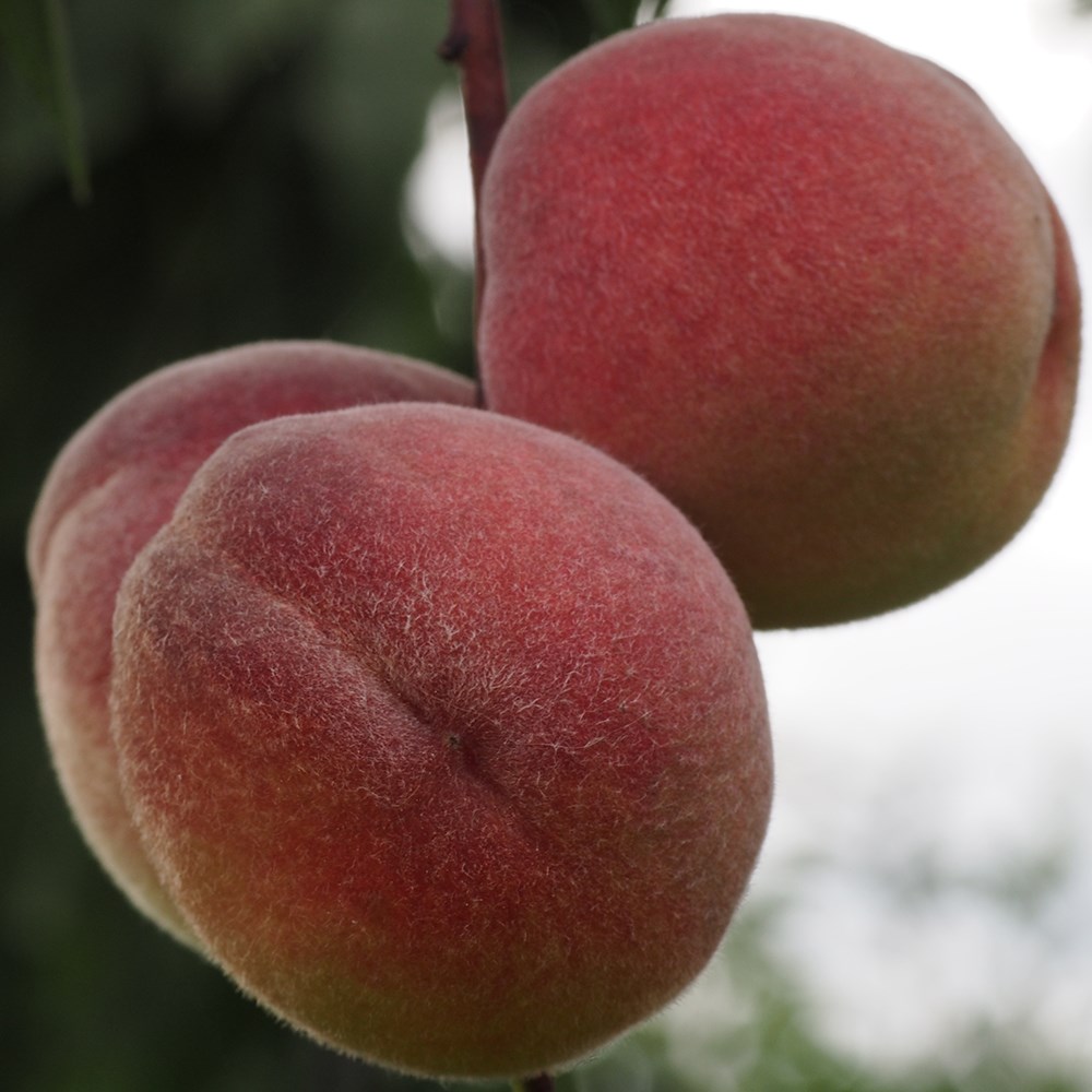 peach 'Pêche de Vigne'