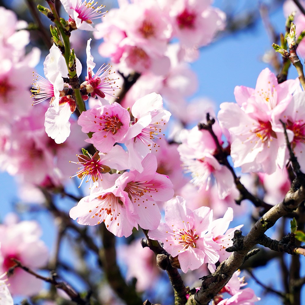 almond 'Princess'