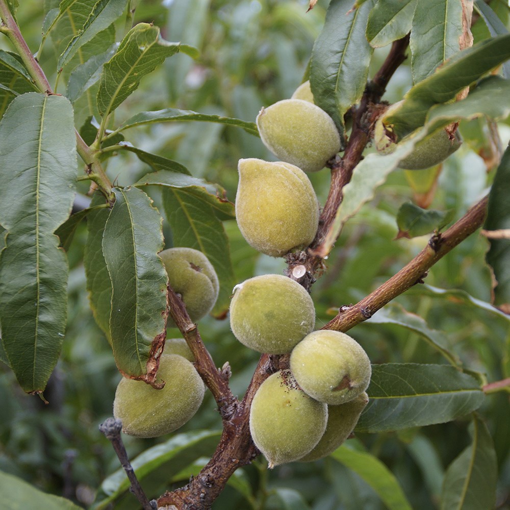 almond 'Princess'