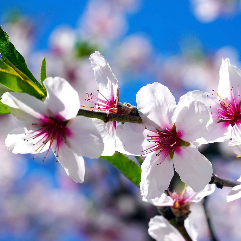 almond Sultane