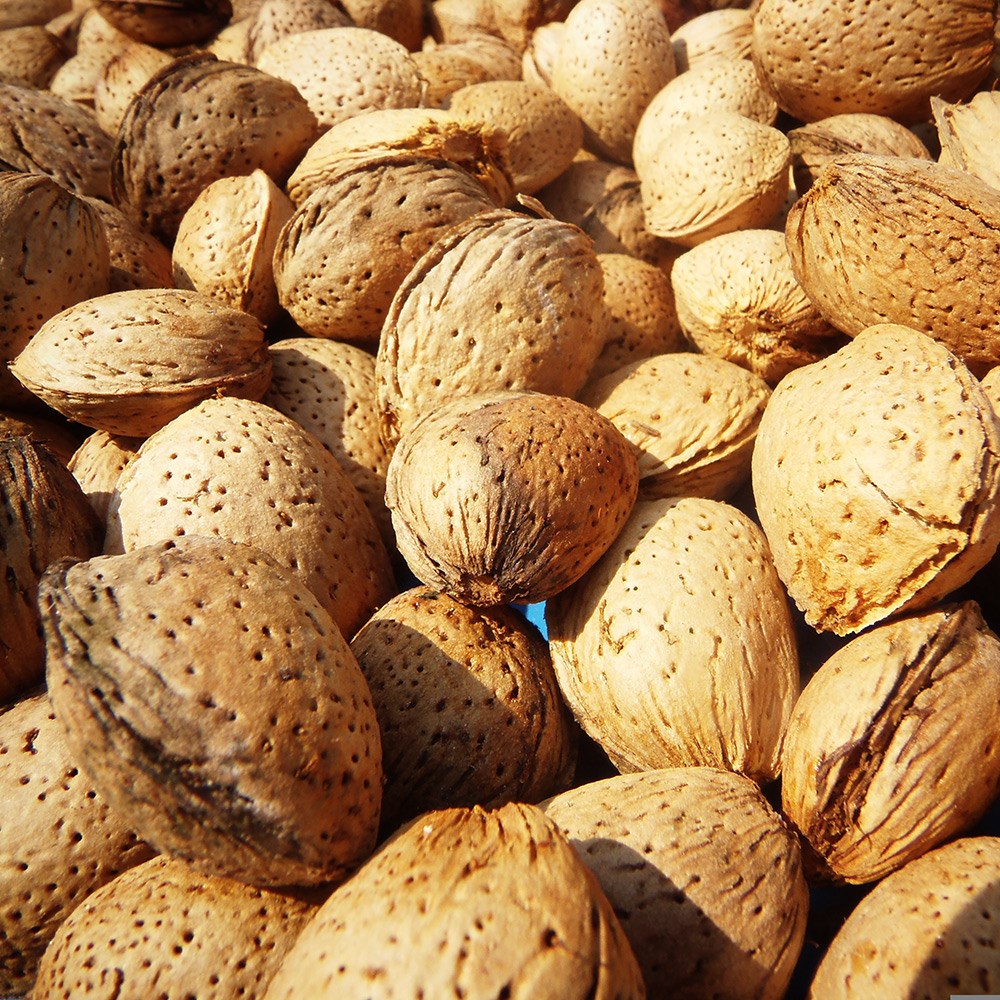almond Sultane