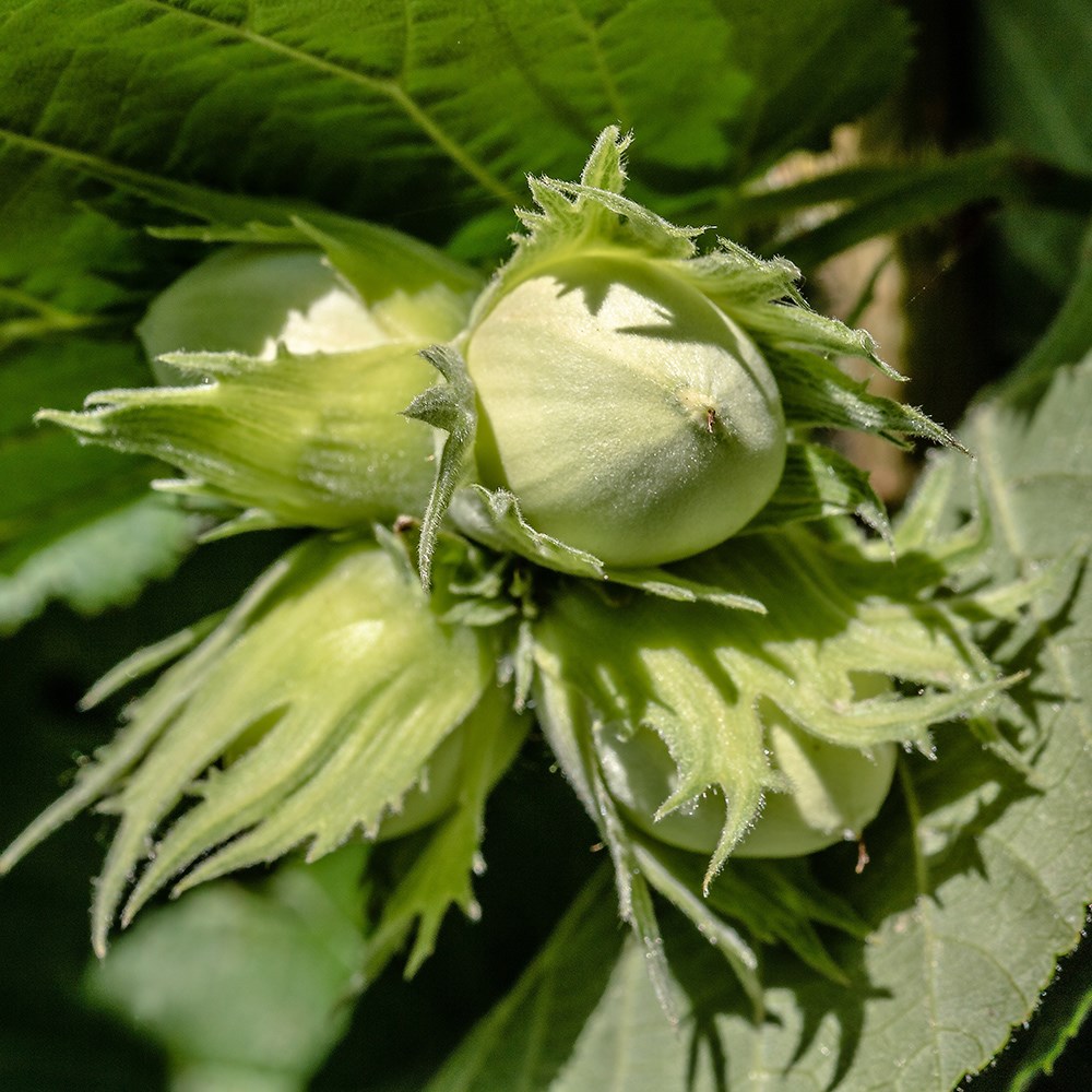 cobnut 'Hall's Giant'