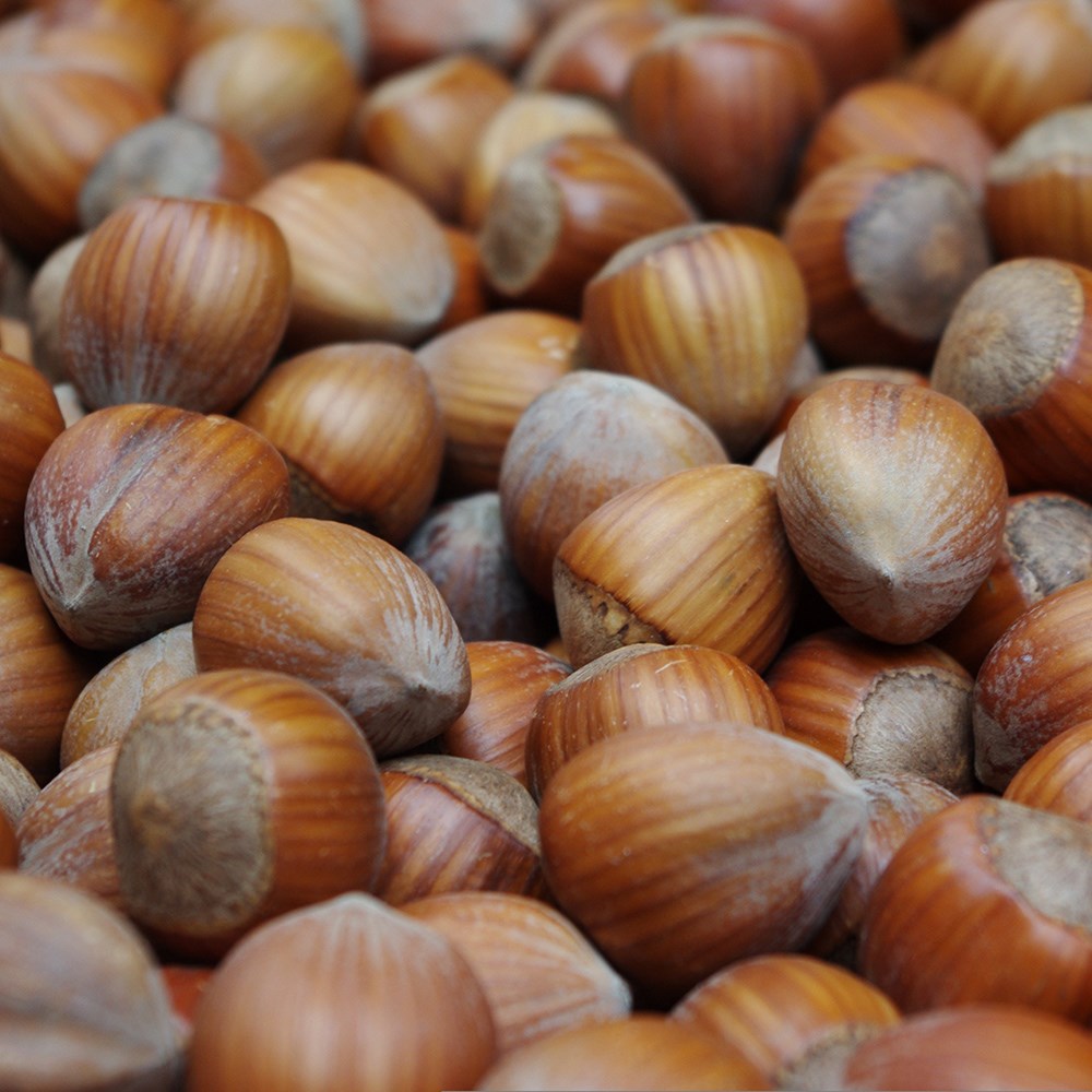 cobnut 'Hall's Giant'
