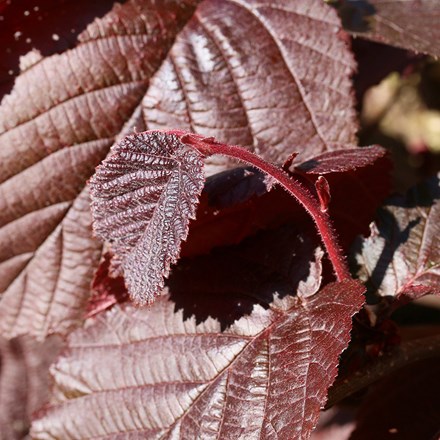 cobnut Purpurea